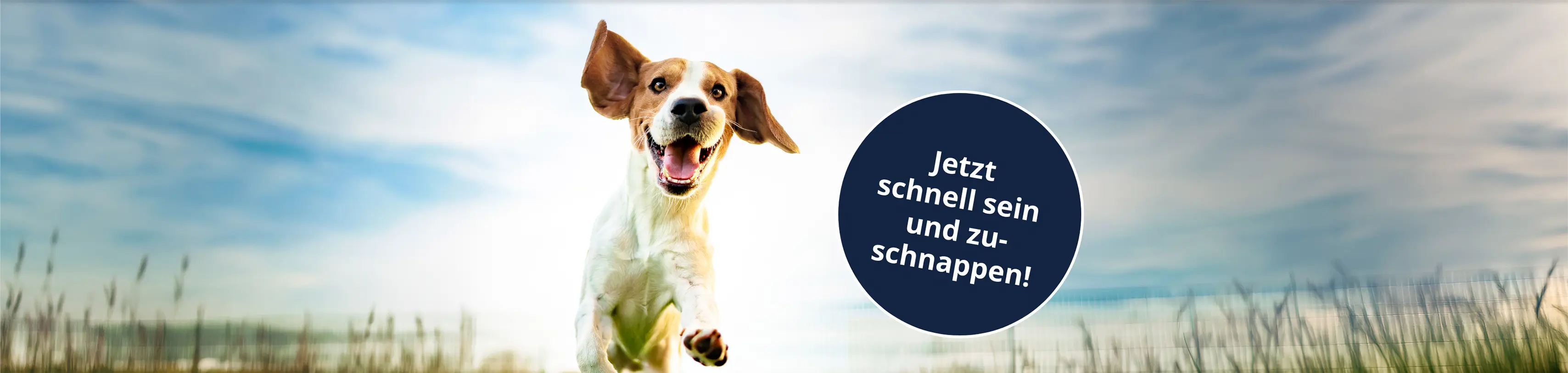 Fröhlicher Hund im Sprung mit Hinweis „Jetzt schnell sein und zuschnappen!“ für Cashback-Aktionen