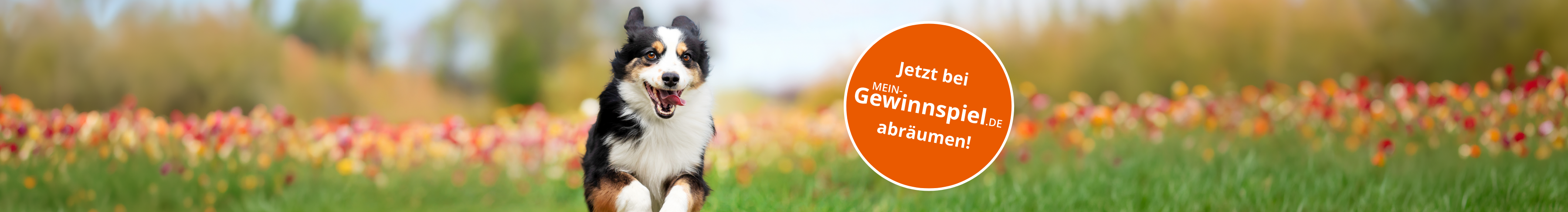 Jetzt bei mein-gewinnspiel.de abräumen!