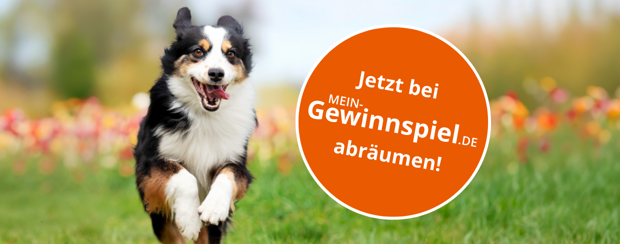 Jetzt bei mein-gewinnspiel.de abräumen!
